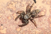 Une Saltique (Araneae - Salticidae - Marpissa muscosa)
